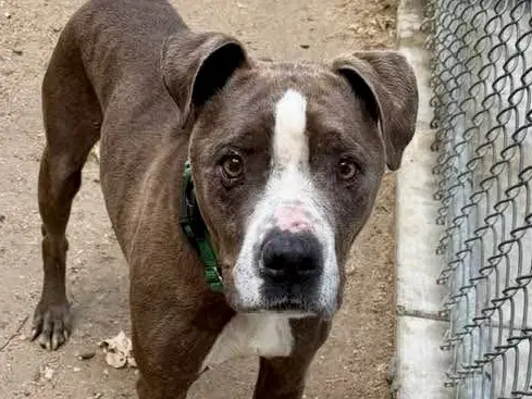 Bruno image 1