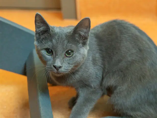 Barbera - Domestic Short Hair