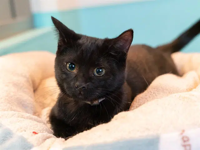 Syrah - Domestic Short Hair