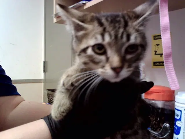 Zinfandel - Domestic Short Hair