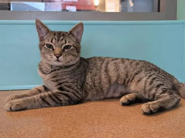 Riesling - Domestic Short Hair