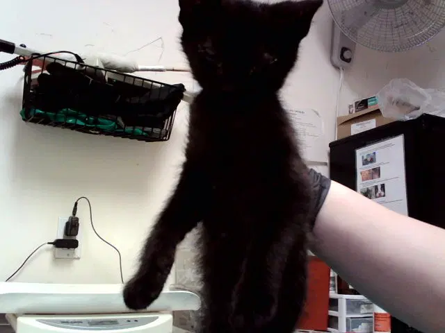 Malbec - Domestic Short Hair