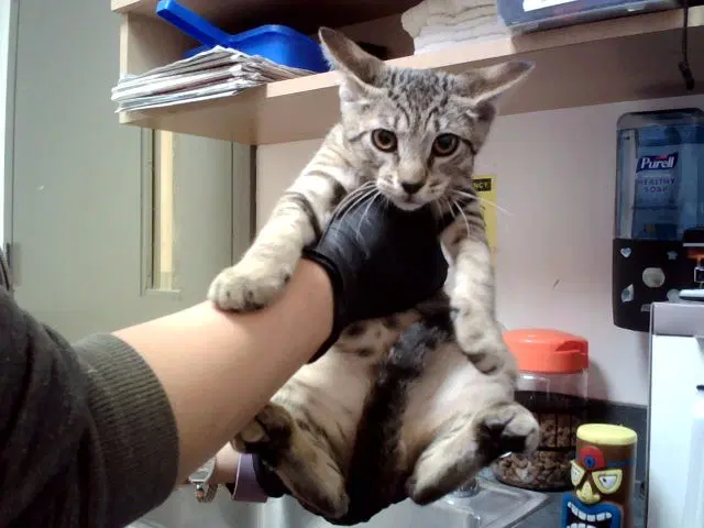Adam - Domestic Short Hair