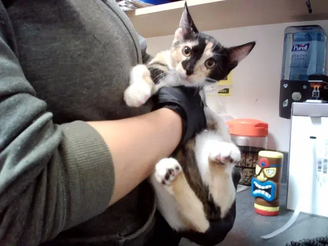 Angela - Domestic Short Hair