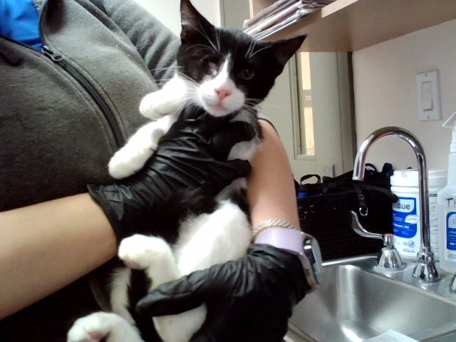 Arlo