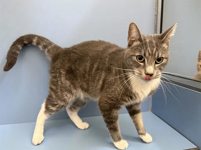 Mochi - Domestic Short Hair