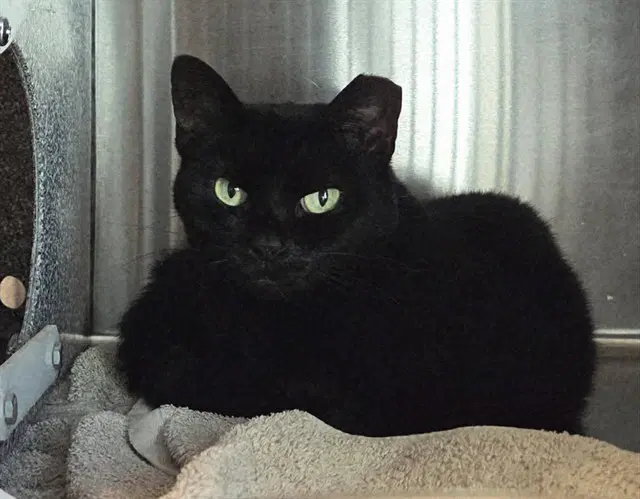 Areia - Domestic Short Hair
