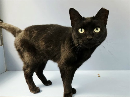 picture of the cat needing adoption