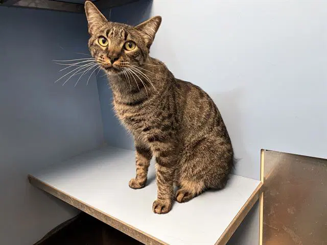 Perry - Domestic Short Hair