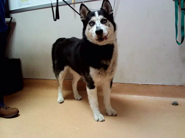 Ridley - Siberian Husky