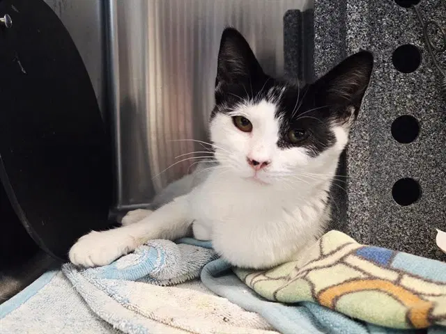 Pickles - Domestic Short Hair