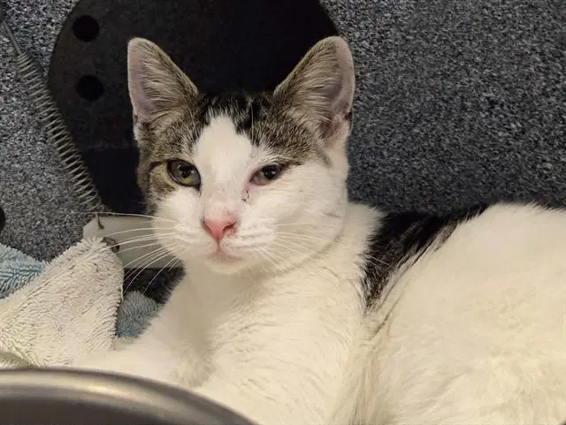 Paisley - Domestic Short Hair