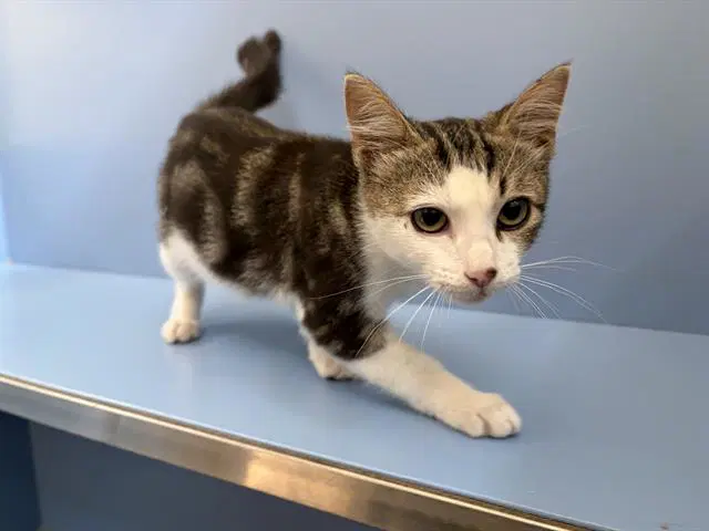 Jordy - Domestic Short Hair