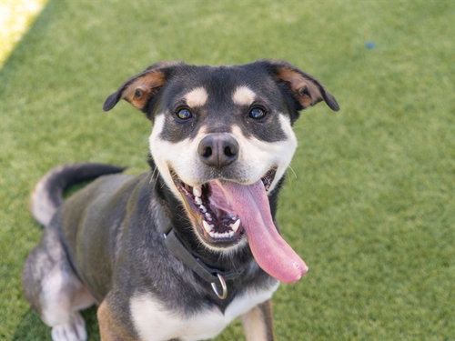 MORRIS, a dog for adoption from Contra Costa Animal Services