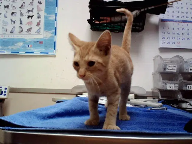 Wheezy - Domestic Short Hair