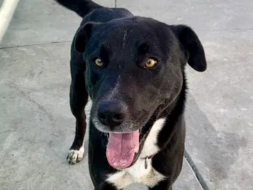 Harper - Labrador Retriever