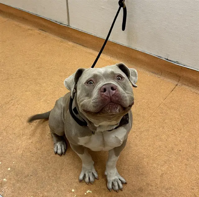 Mugsy - Pit Bull Terrier
