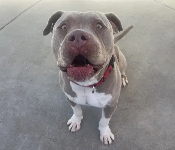 Mugsy - Pit Bull Terrier