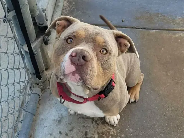 Beamer - Bulldog