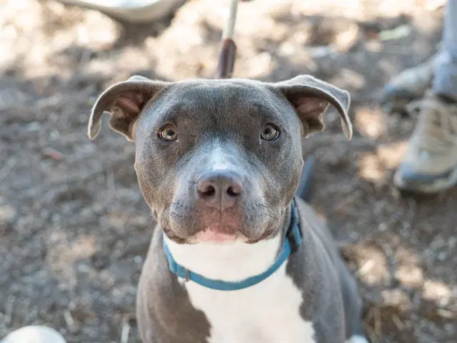 Joan - Pit Bull Terrier