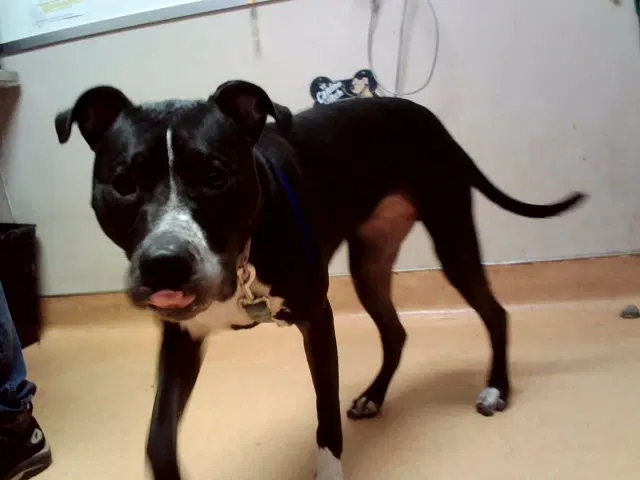 Nova - Staffordshire Bull Terrier