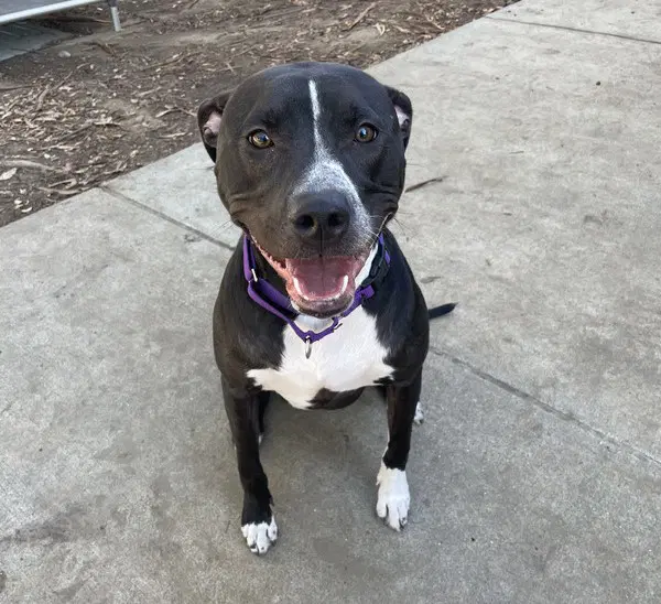 Nova - Staffordshire Bull Terrier