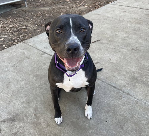 NOVA, a dog for adoption from Contra Costa Animal Services
