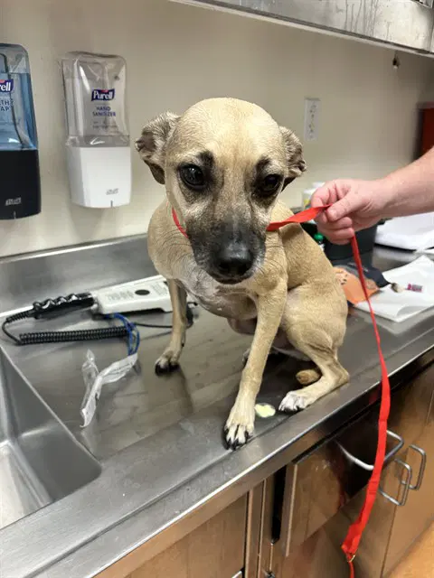 Stormy - Chihuahua