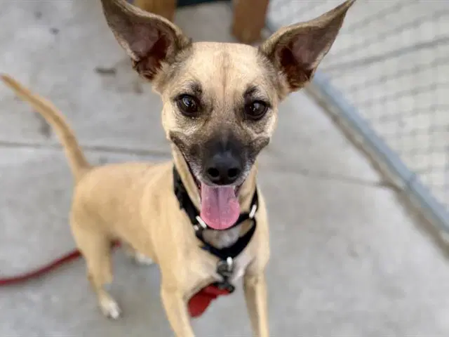 Stormy - Chihuahua