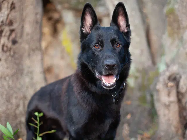 Elo - German Shepherd Dog
