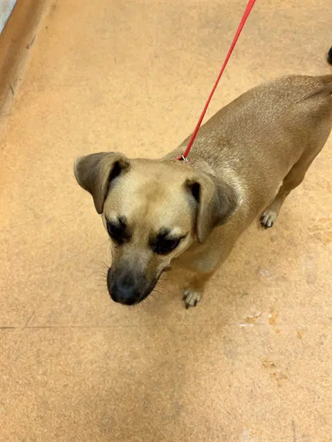 Sam - Chihuahua