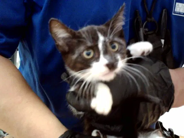 Melissa - Domestic Short Hair