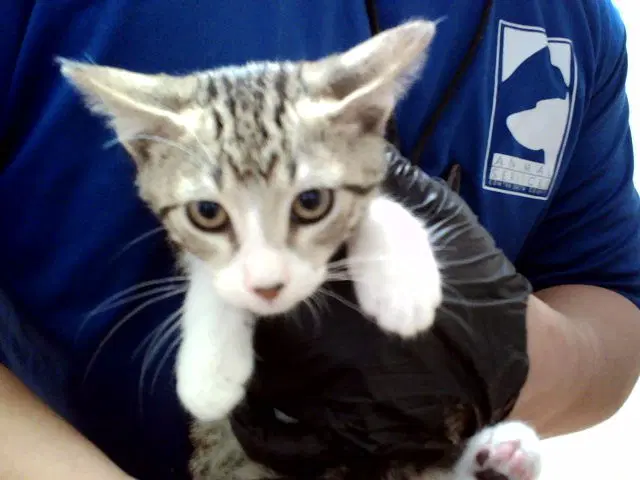 Franz - Domestic Short Hair
