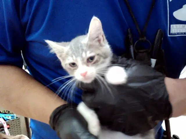 Megan Kelli - Domestic Short Hair