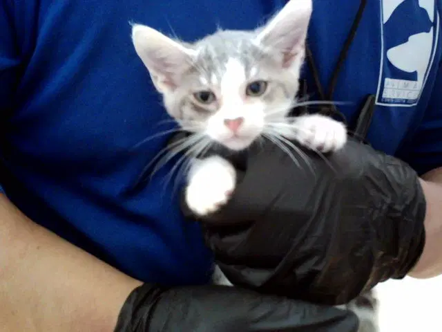 Melanie - Domestic Short Hair