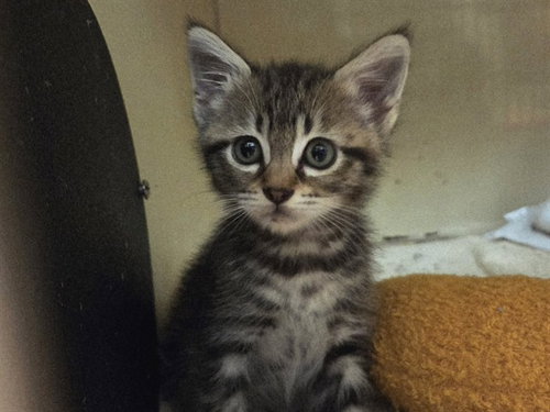 picture of the cat needing adoption