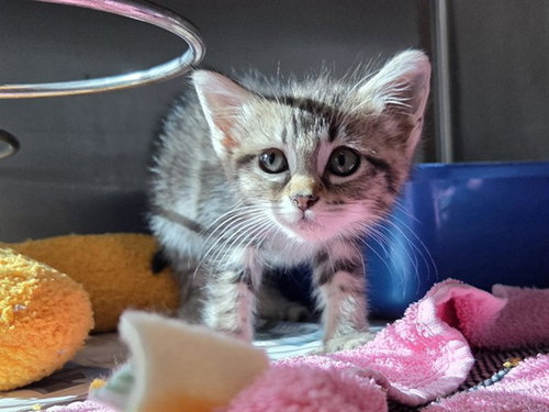 A1052813, a cat for adoption from Contra Costa Animal Services