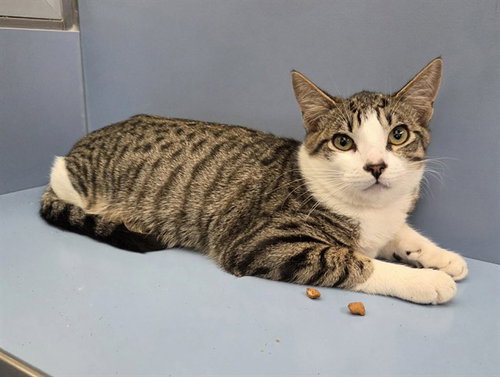 picture of the cat needing adoption