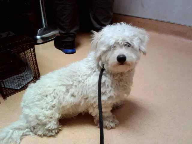 Unknown - Terrier
