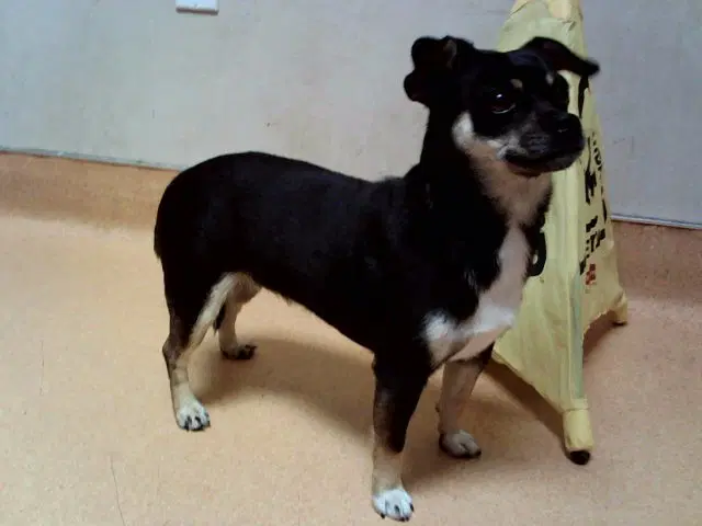 Unknown - Terrier