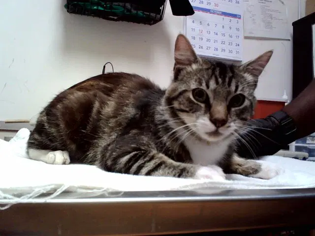 Unknown - Domestic Short Hair