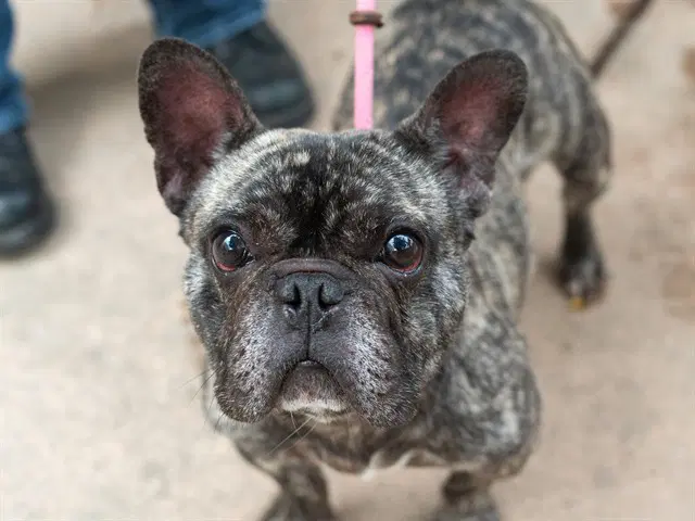 Unknown - French Bulldog