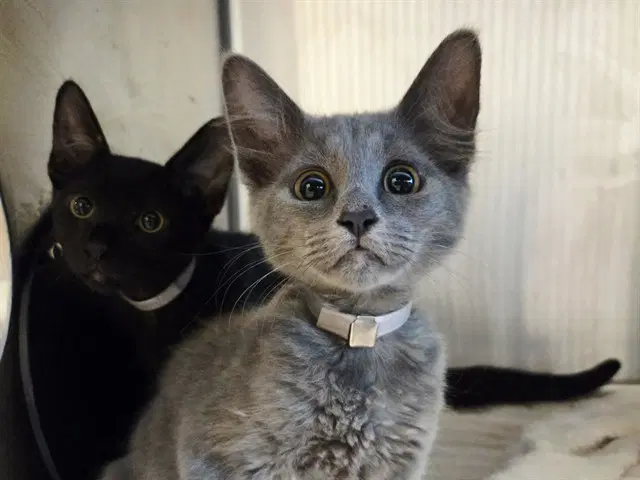 Kia - Domestic Medium Hair
