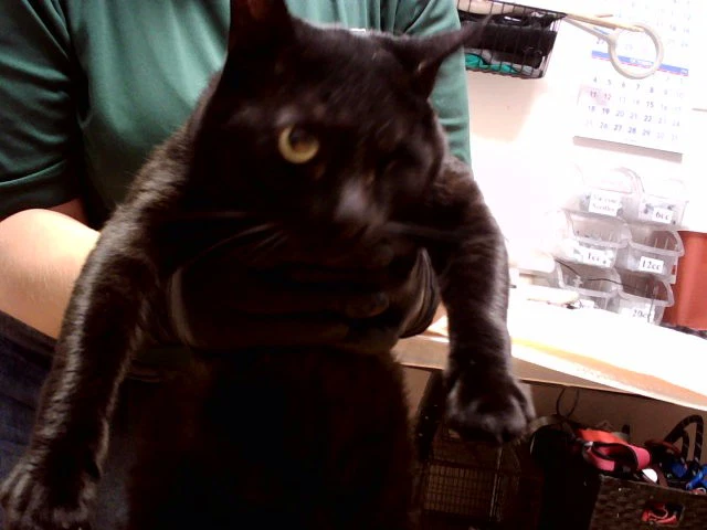Fritz