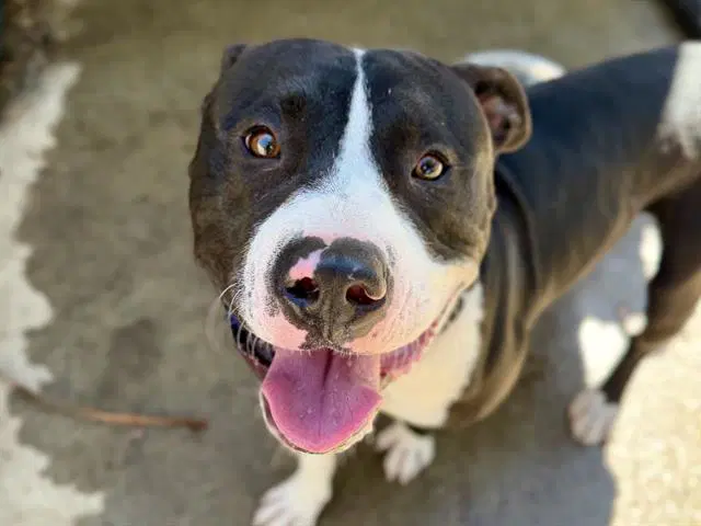 Signal - Pit Bull Terrier