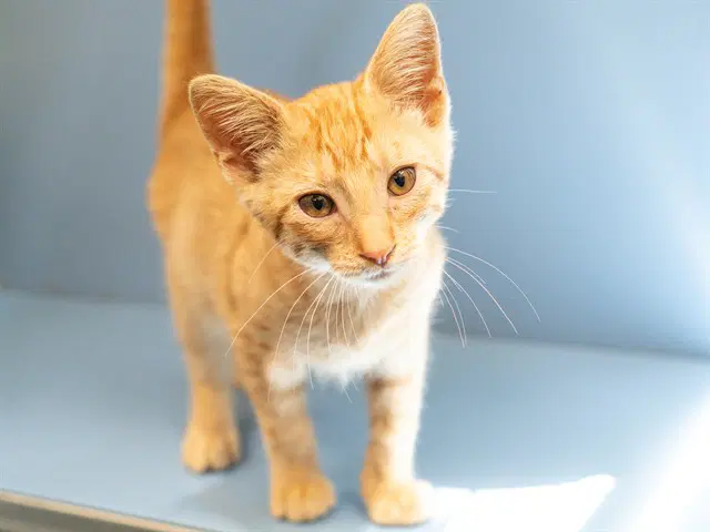 Wheezy - Domestic Short Hair
