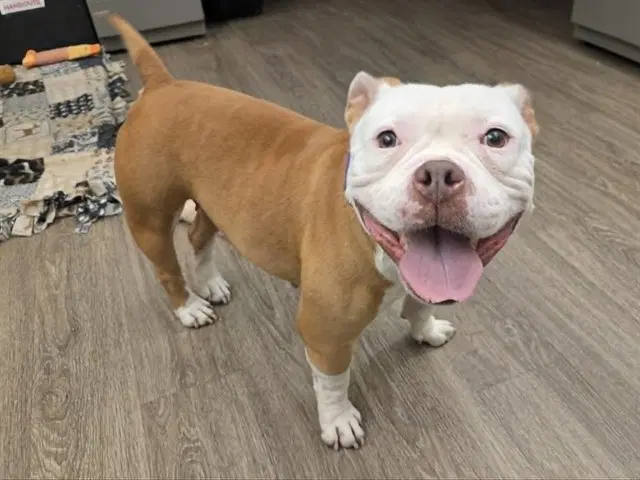 Lenora - Pit Bull Terrier