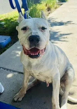 Unknown - Mastiff