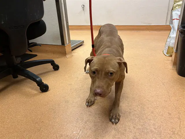 Unknown - Pit Bull Terrier