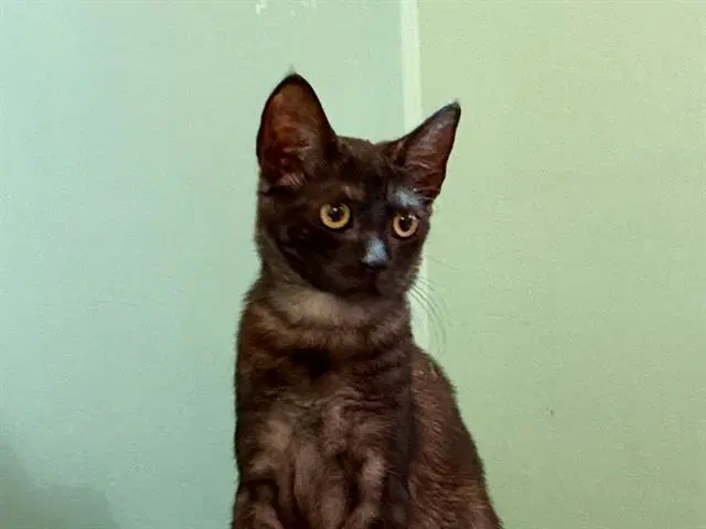 Lil Debbie - Domestic Short Hair